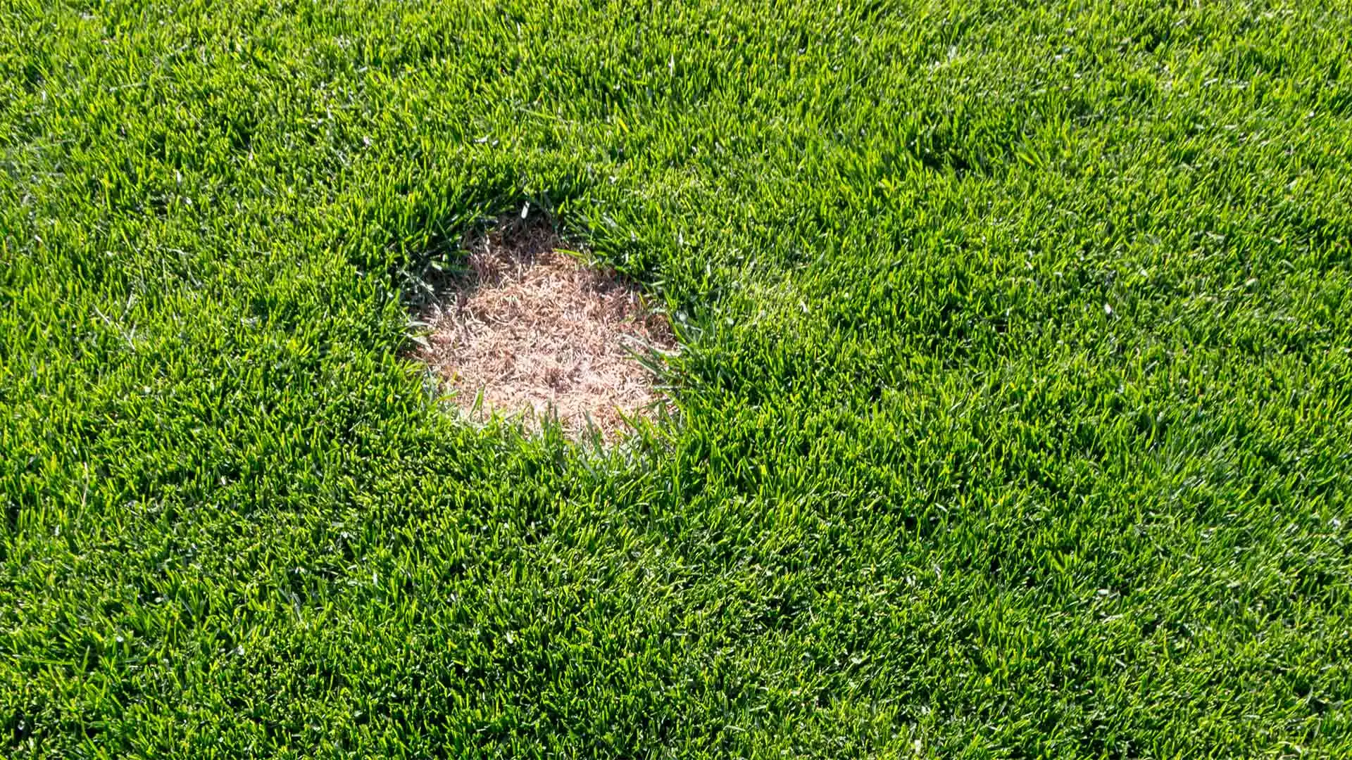 A dead spot of grass in a lawn near Alpharetta, Georgia.