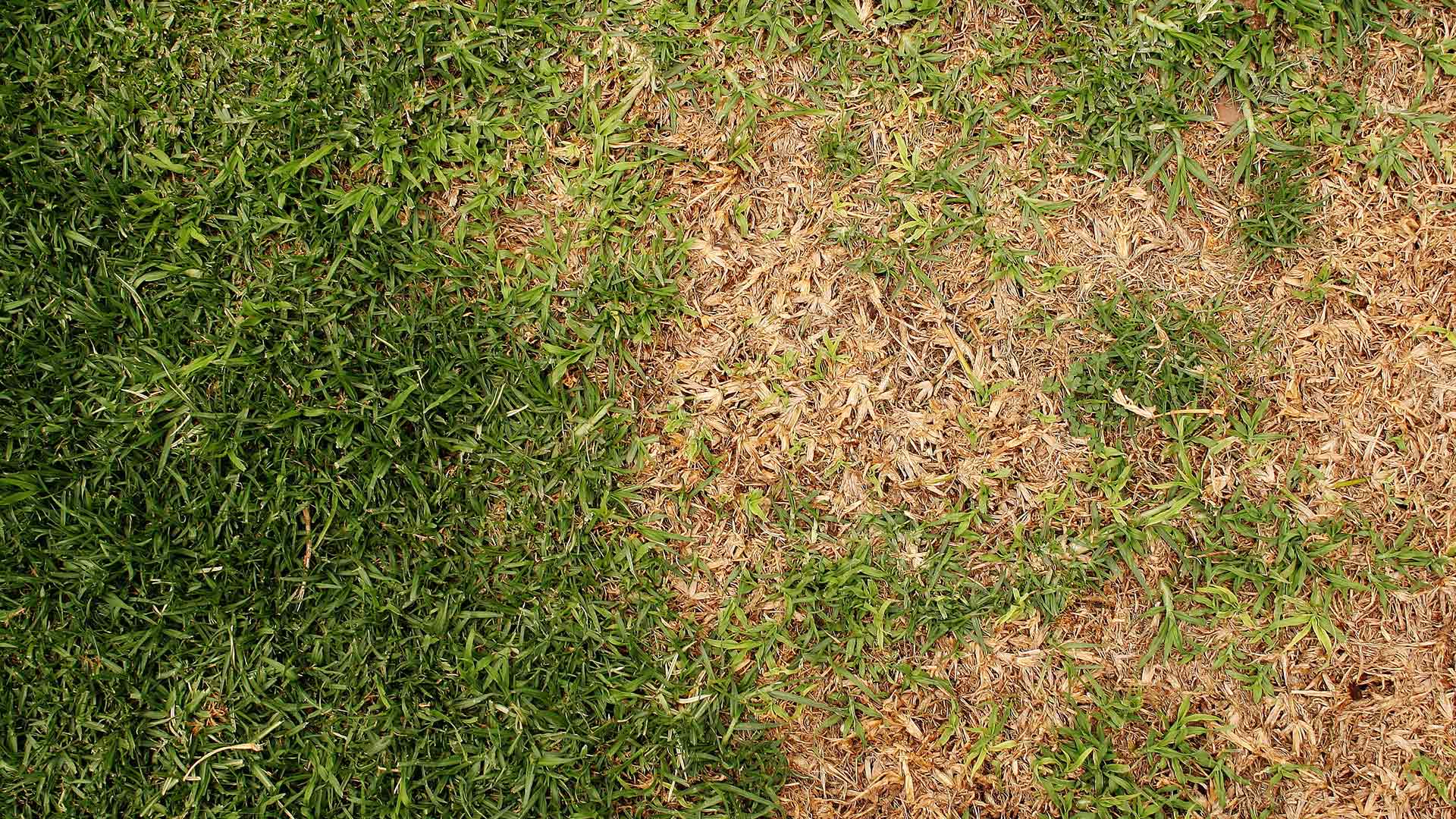 Lawn with thinned grass from rust disease at a property in Roswell, GA.