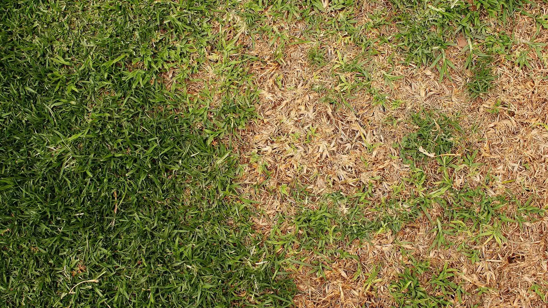 Lawn with thinned grass from rust disease at a property in Roswell, GA.