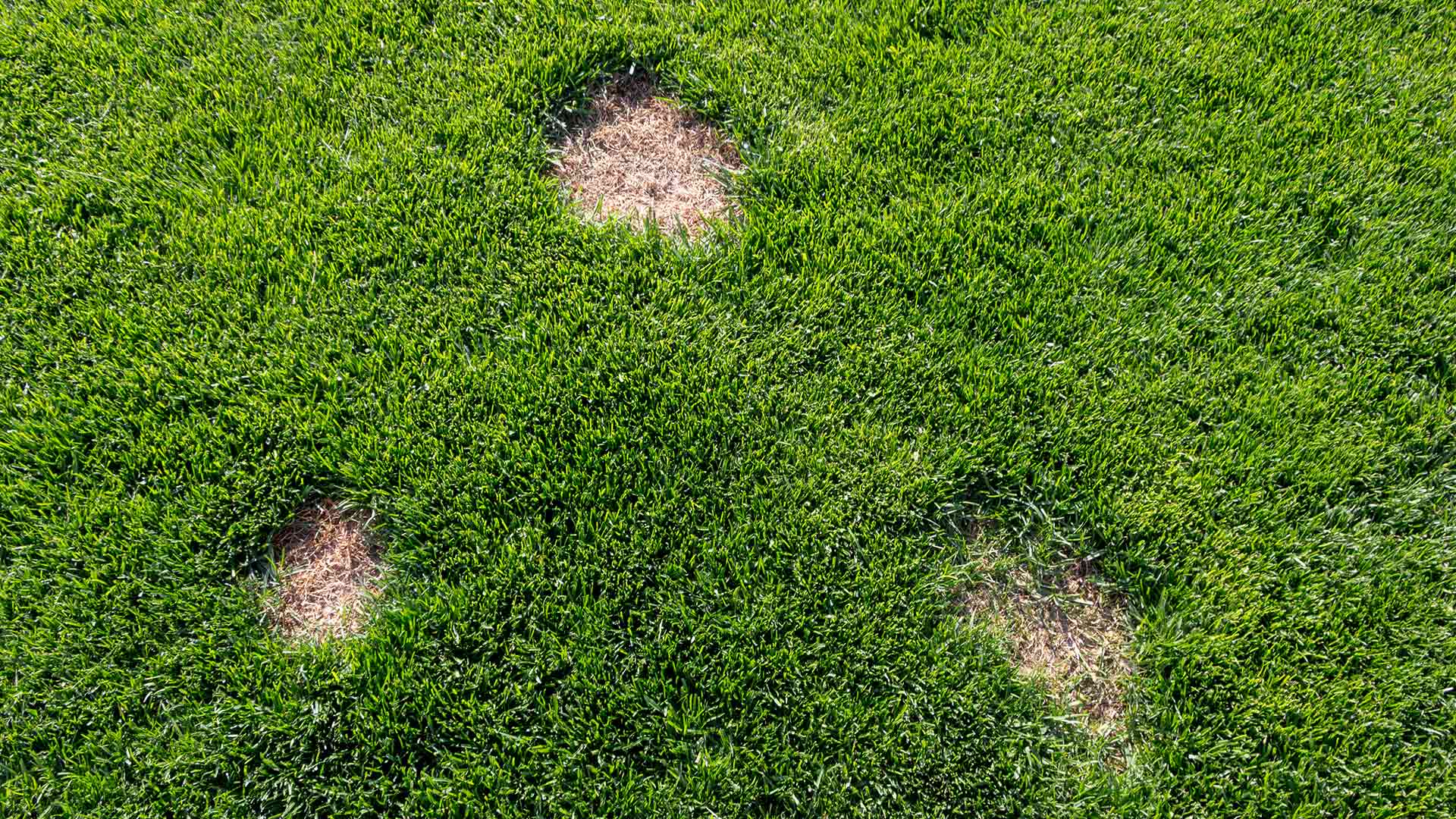 Dollar spot lawn disease at a property in Woodstock, GA.