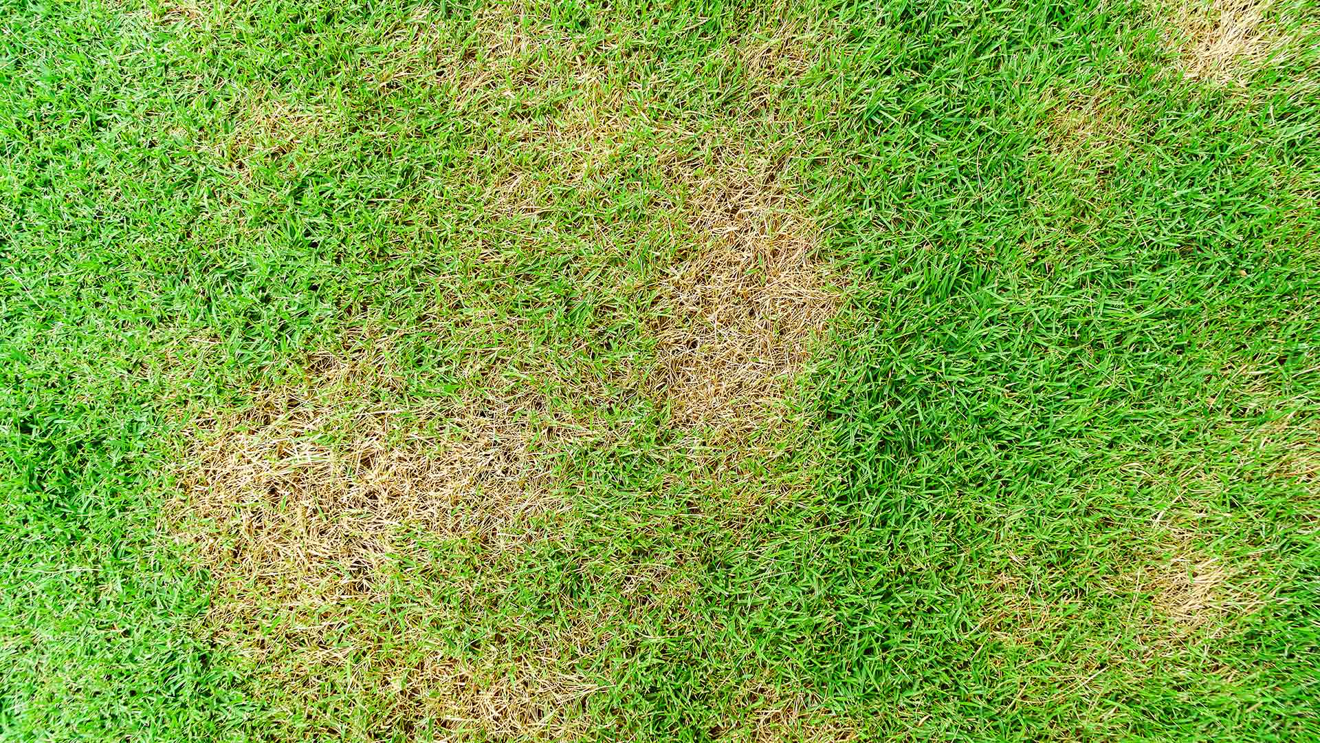 Control Brown Patch Disease in Woodstock, Roswell, & Alpharetta, GA ...