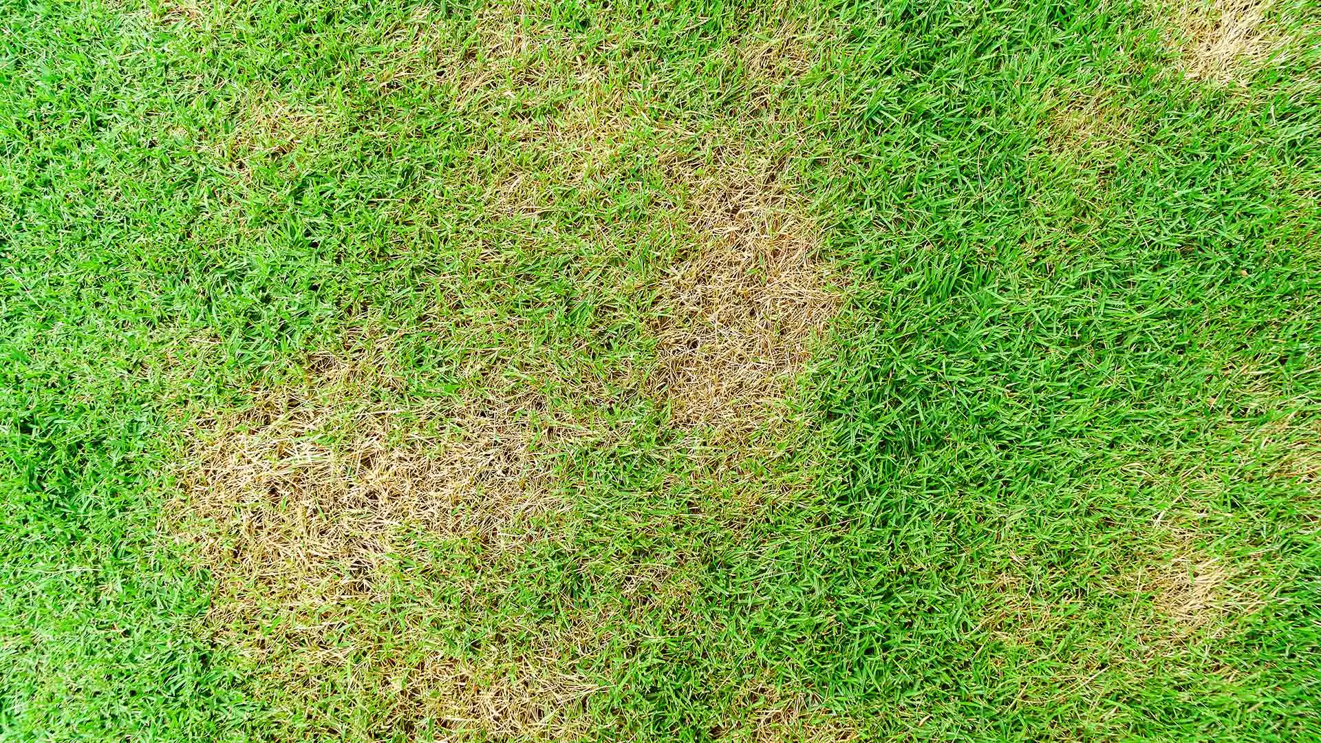 A Roswell, GA lawn with brown spot disease.