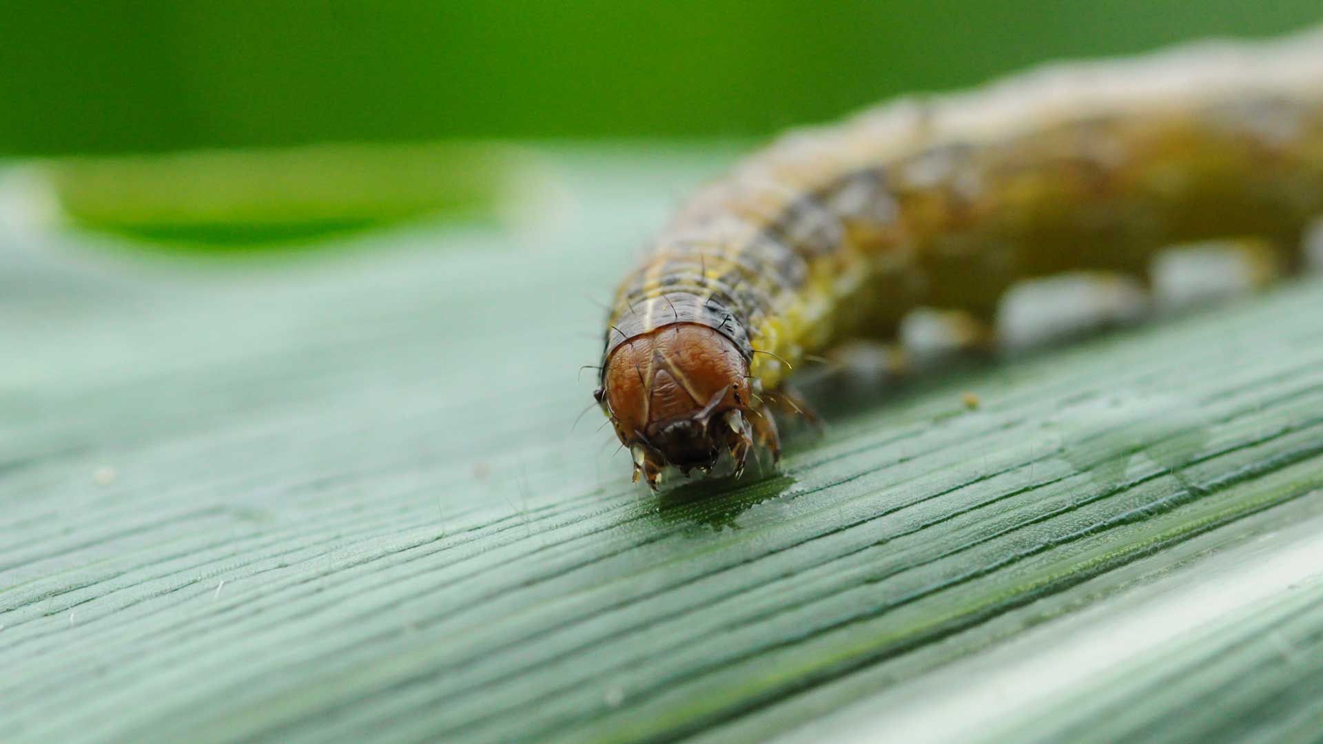 A macro closeup photo of an armyworm in a Woodstock, GA lawn.
