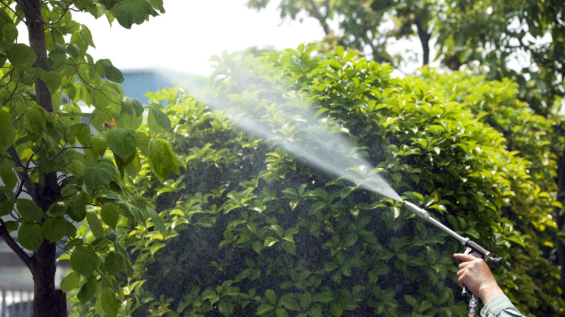 Pesticide sprayed on a tree on a Holly Springs, GA property.