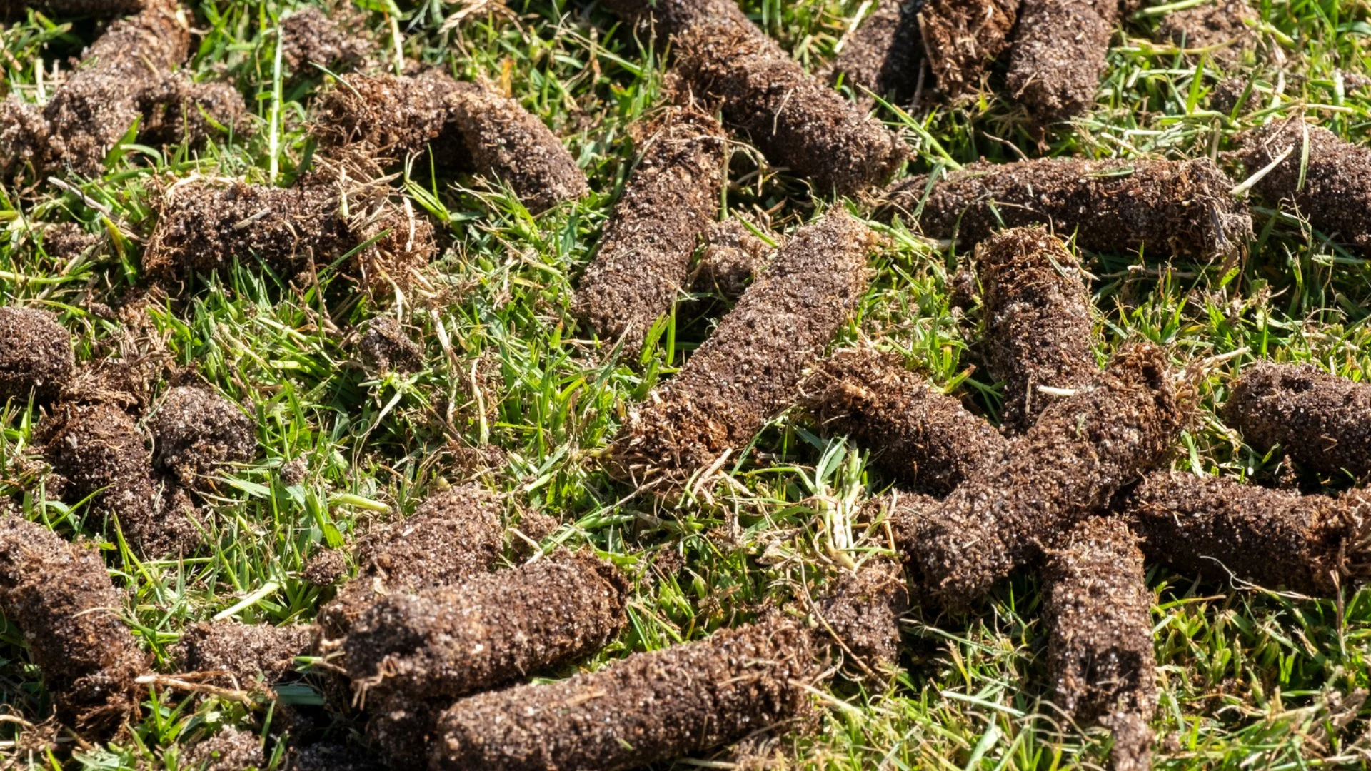 Core Aeration: Pros vs Cons & the Truth About What It Does for Your Lawn