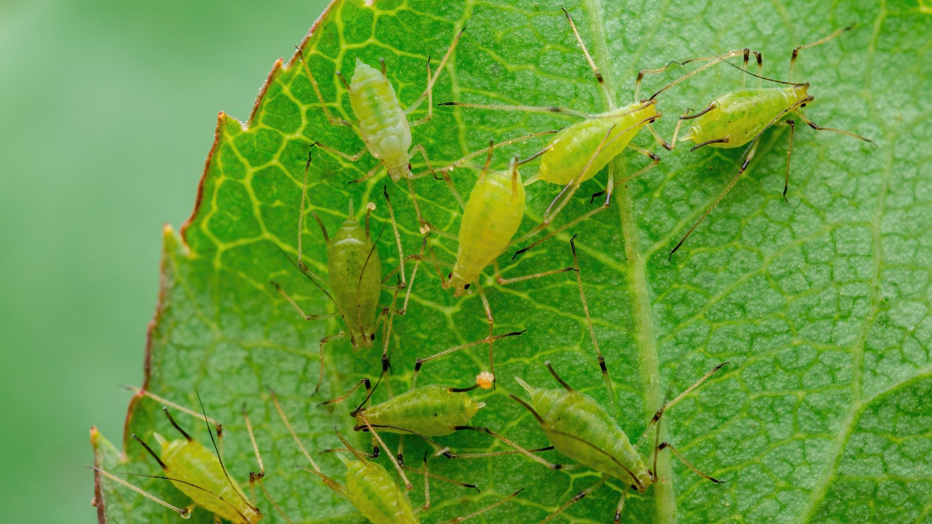 Aphids - What Are These Insects & What Kind of Plant Damage Can They Cause?