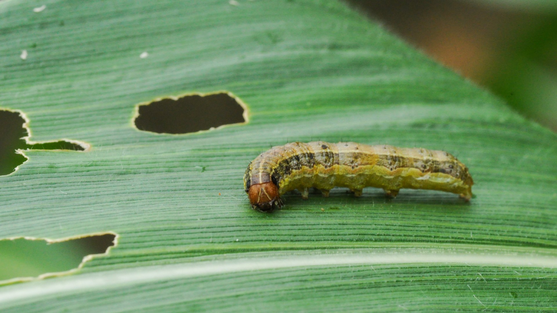 Did Armyworms Infest Your Lawn This Year? You Need This Treatment