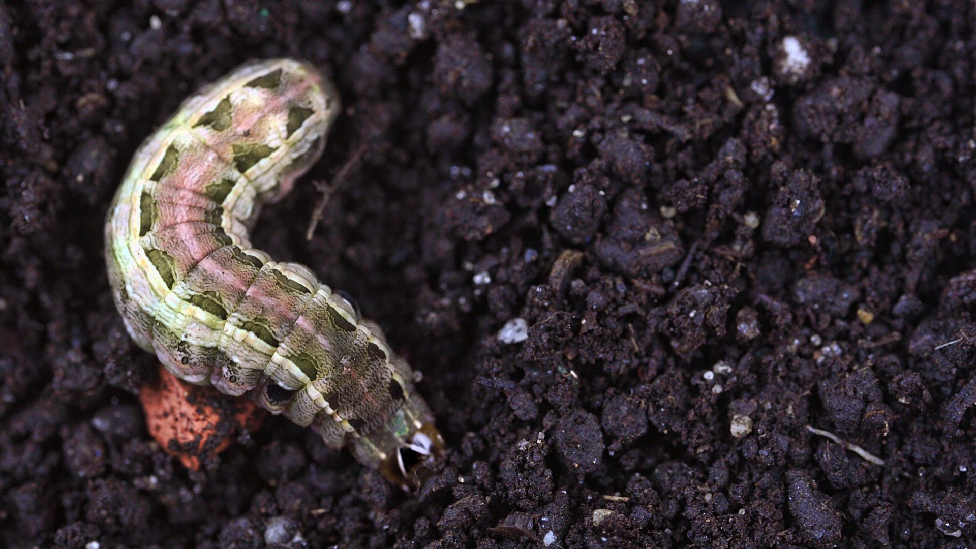 What Are Armyworms & What Should You Do if They Infest Your Lawn?