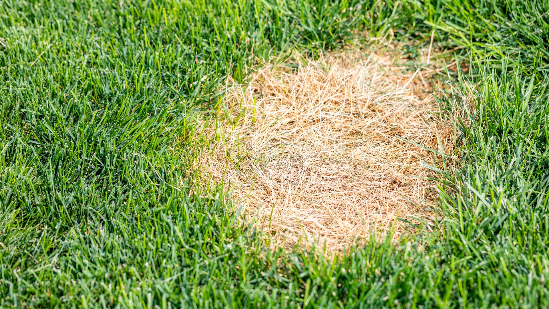Brown Patch - Watch Out for This Lawn Disease That Affects Lawns in Georgia