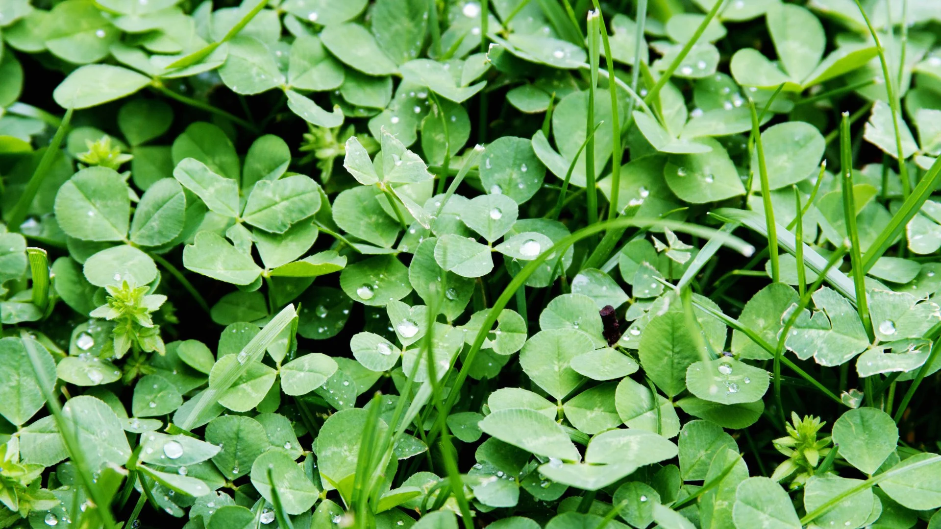 Clover - How to Spot & Eliminate This Weed From Your Lawn