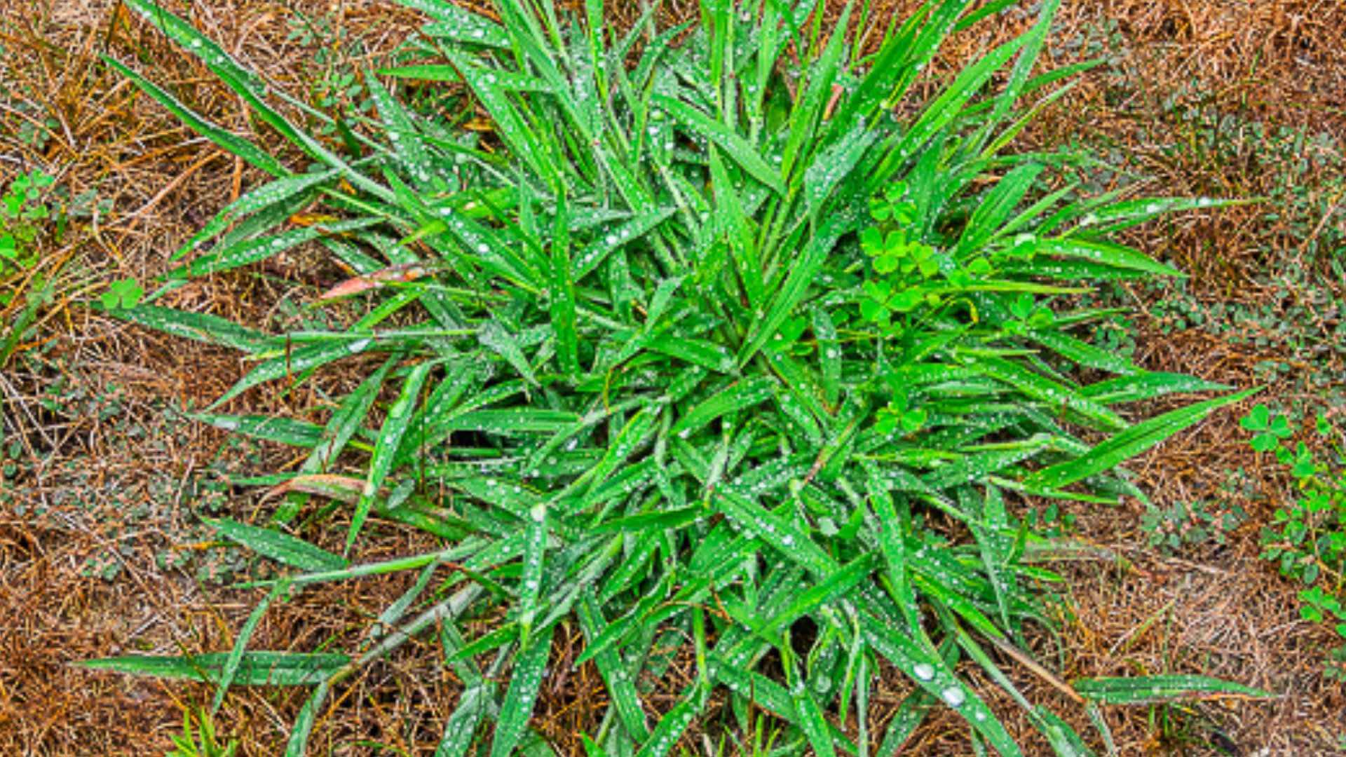 The Ultimate Guide to Identifying & Eliminating Crabgrass in Your Lawn