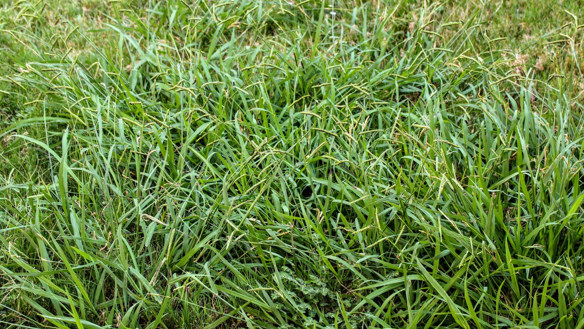 Do Lawns in Georgia Need Both Pre-Emergent & Post-Emergent Weed Control?