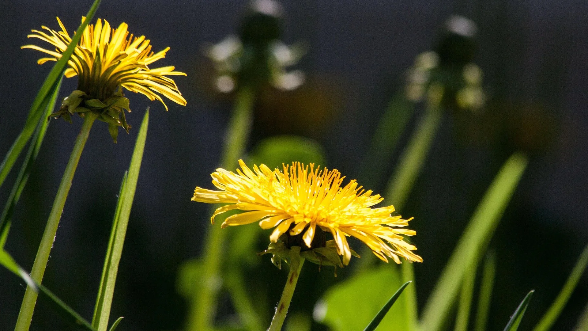 Dandelions Are Actually Weeds! Don’t Let Them Infiltrate Your Lawn