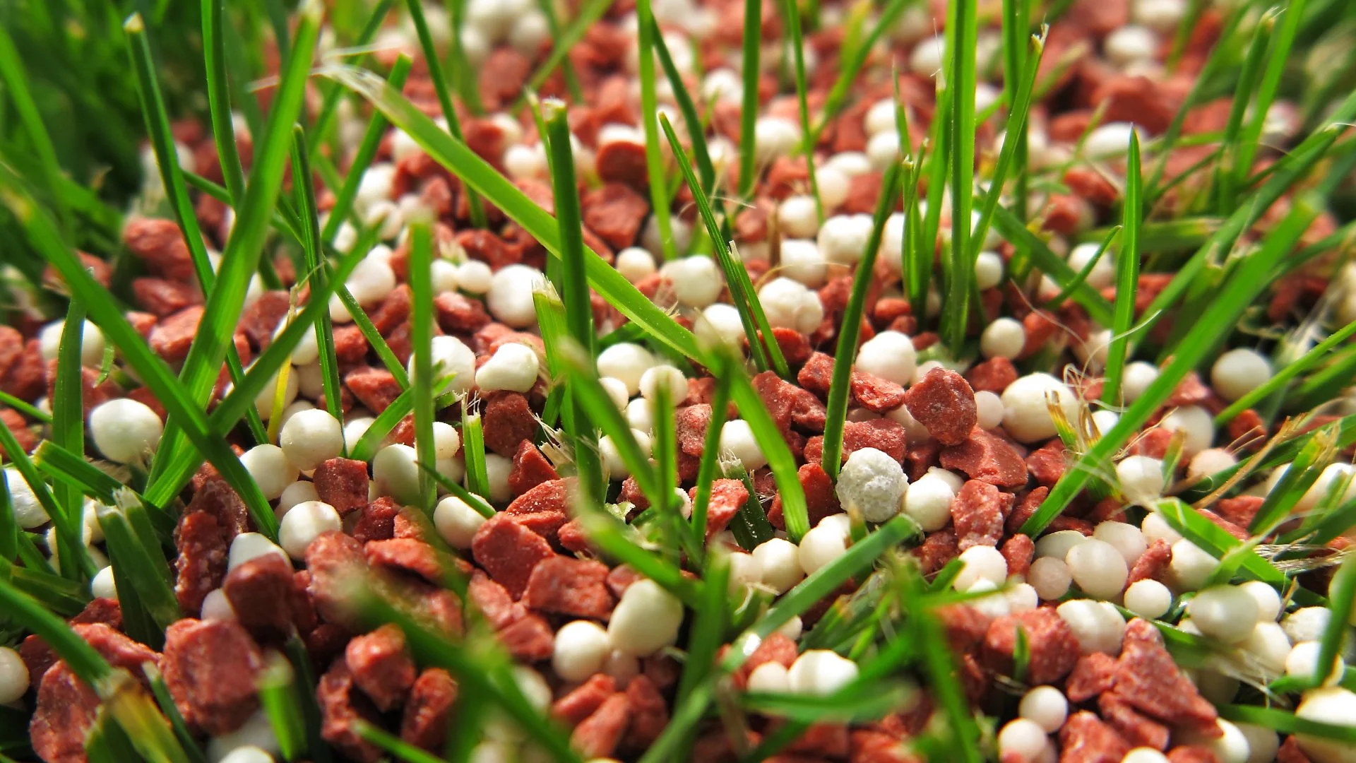 Should You Fertilize After Overseeding Your Lawn?