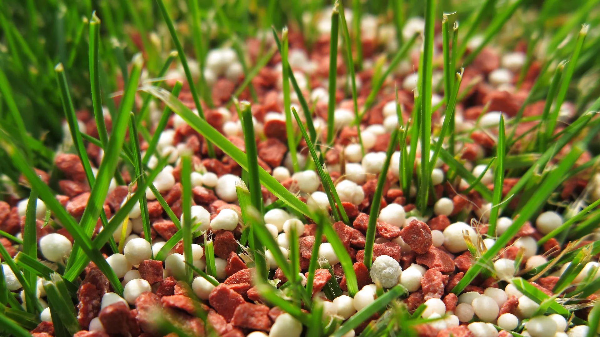 Don’t Overfertilize Your Lawn - It Can Have Some Negative Consequences!
