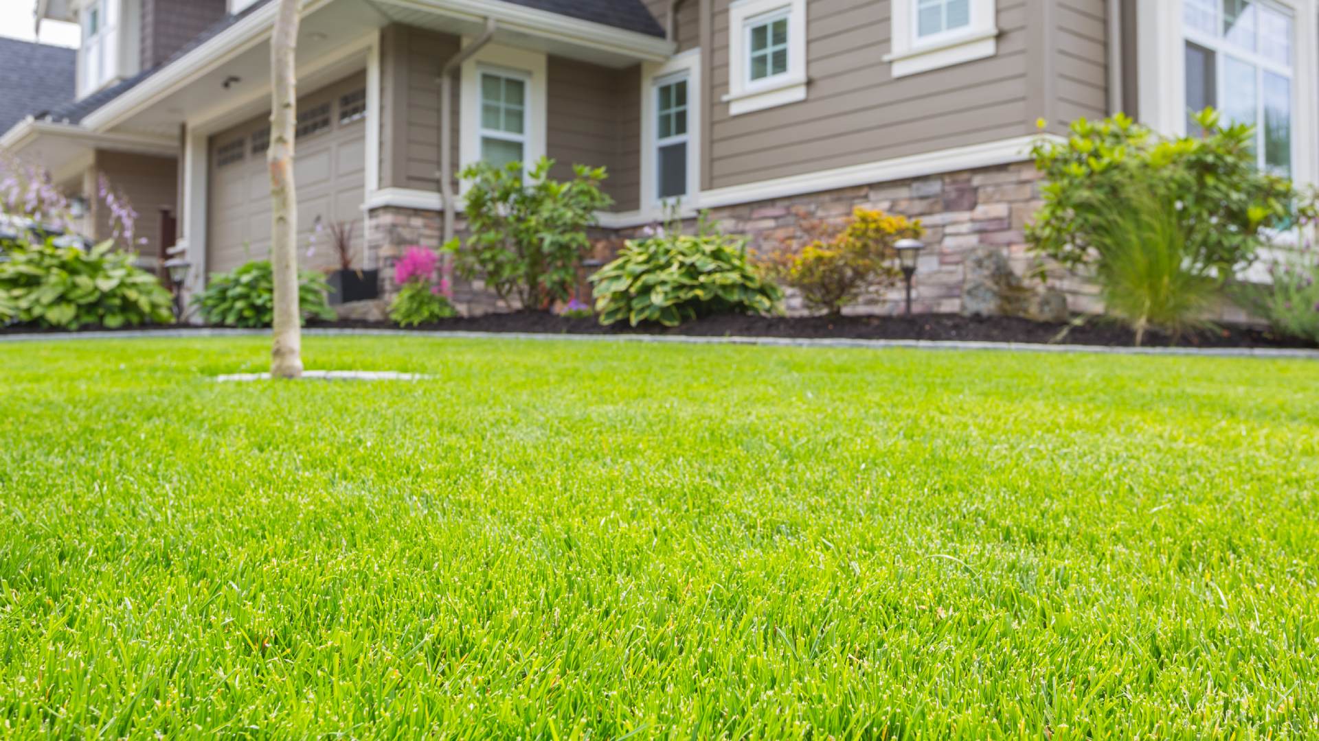 Does Your Lawn Need a Chelated Iron Treatment?