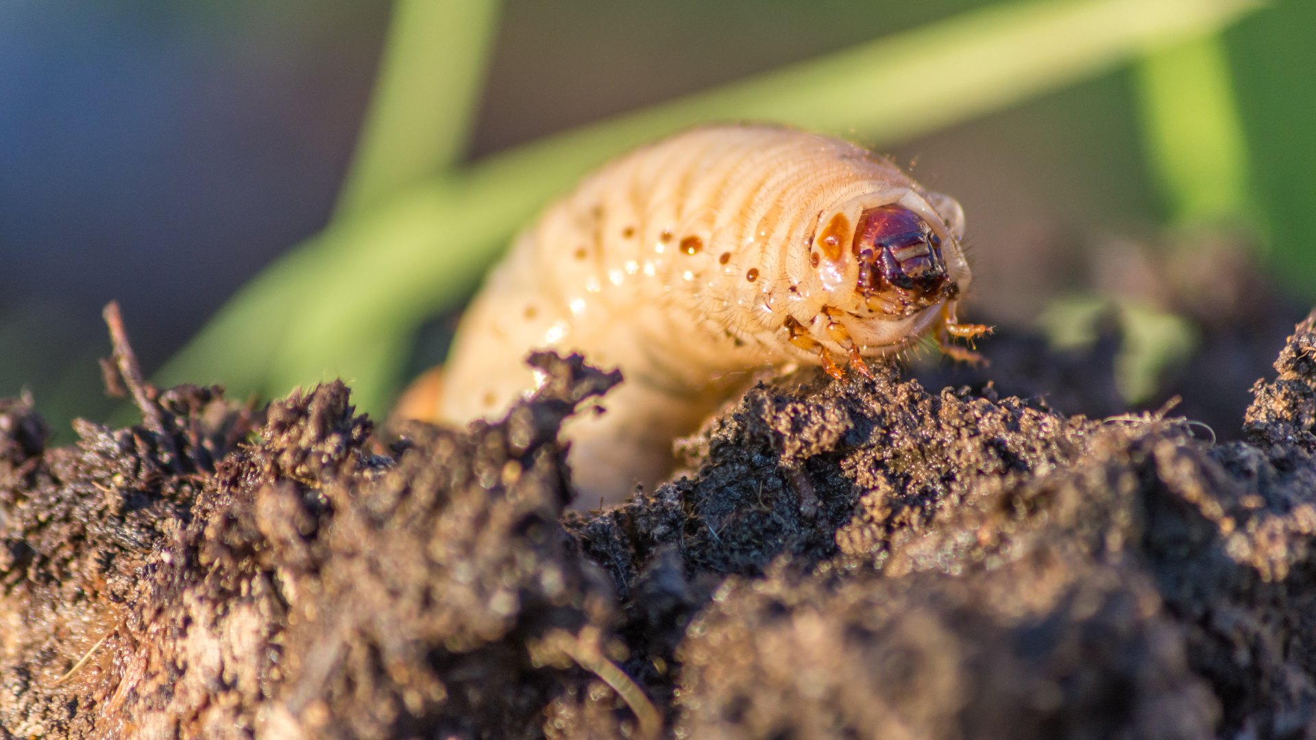 Preventative Grub Control Could Protect Your Lawn’s Health & Save Your Sanity!