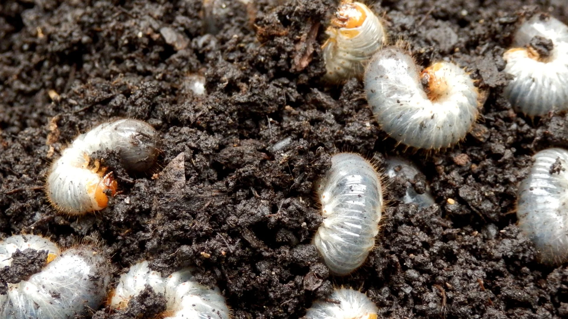 Does Preventative Grub Control Need to Be Scheduled Every Year?