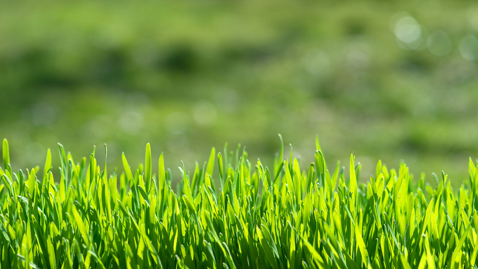 4 Tips to Ease Your Warm-Season Grass into the Winter Season
