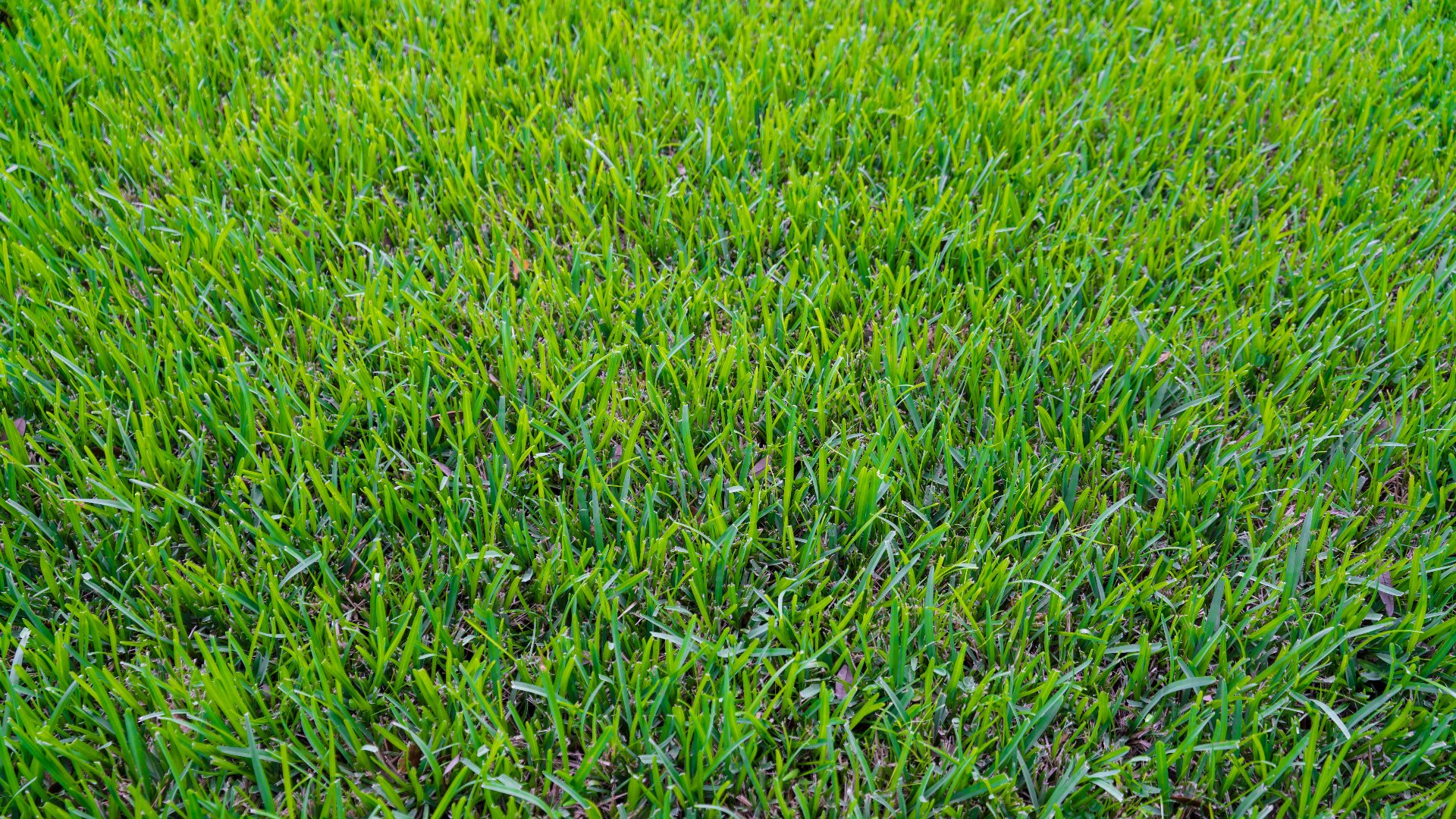 How to Keep Your Warm-Season Grass in Good Health Heading Into the Winter
