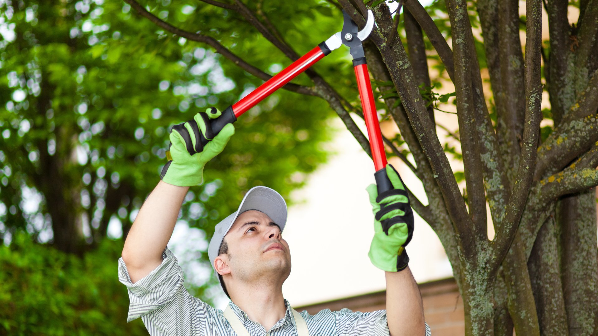 How to Keep Your Trees & Shrubs in Excellent Shape Throughout the Year