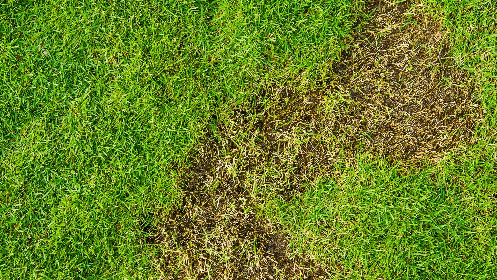 Grubs or Armyworms - Which of These Pests is Destroying Your Lawn?