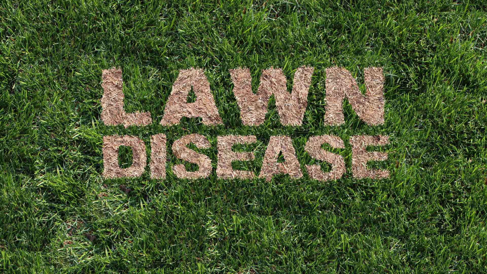 The Only Guide You’ll Need to Help You Prevent Lawn Disease