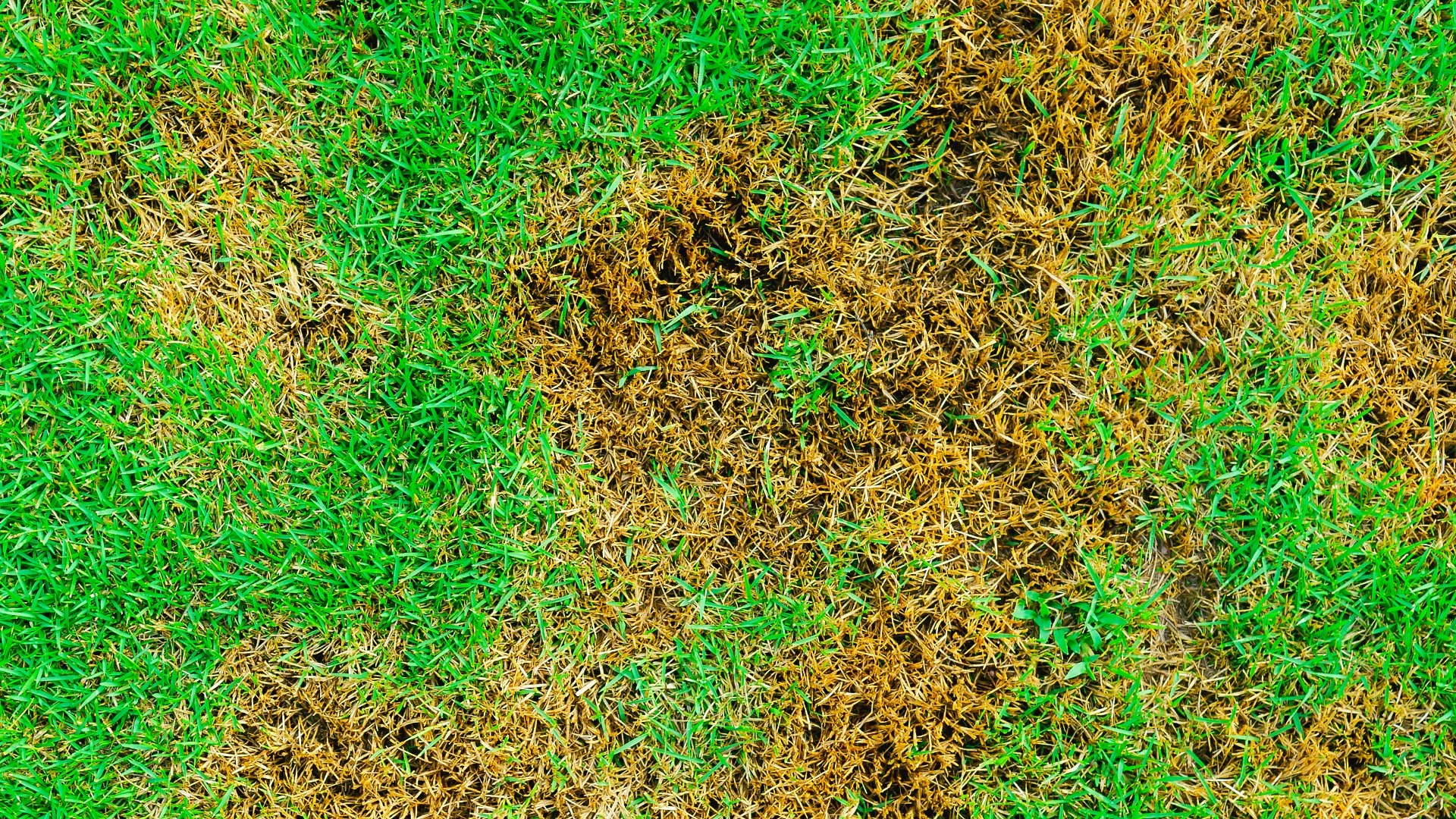 What Conditions Can Spur the Development of Lawn Diseases?