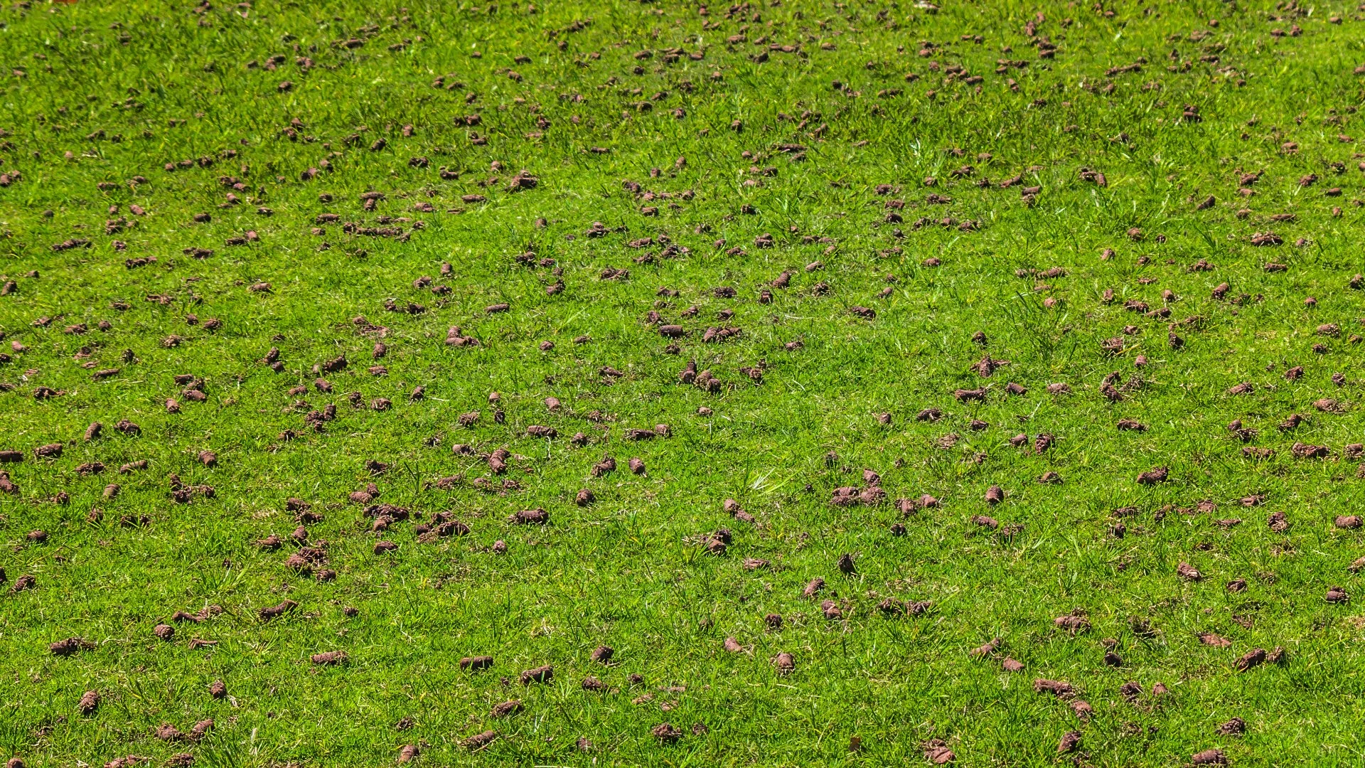 Calling All Cool-Season Lawns: Aeration Is a Must on Your Fall To-Do List!