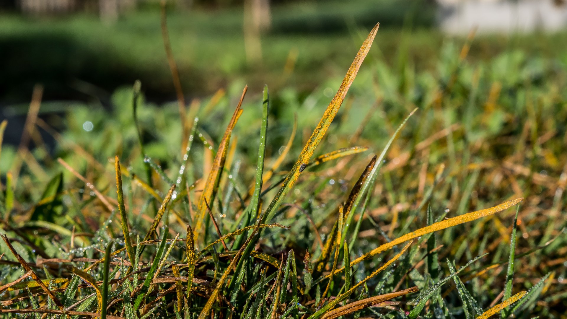 Lawn Rust - How to Identify & Deal With This Lawn Disease