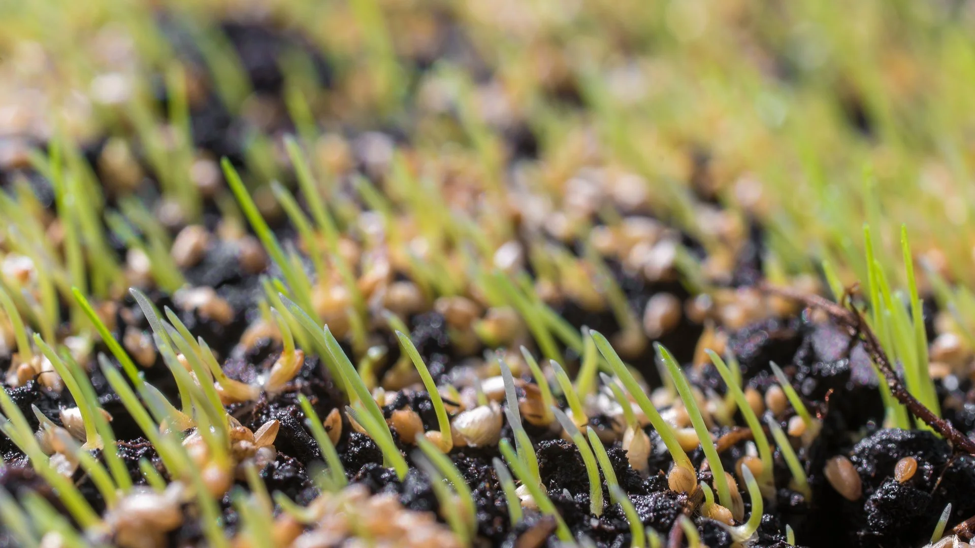Why Shouldn't You Overseed Your Lawn in the Spring?