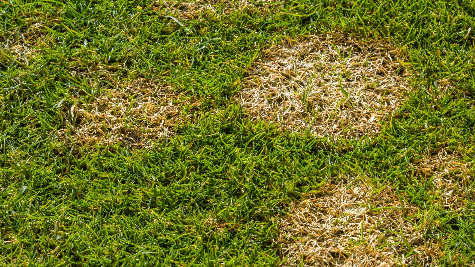 Lawn Disease 101: Tips for Preventing & Curing Spring Dead Spot