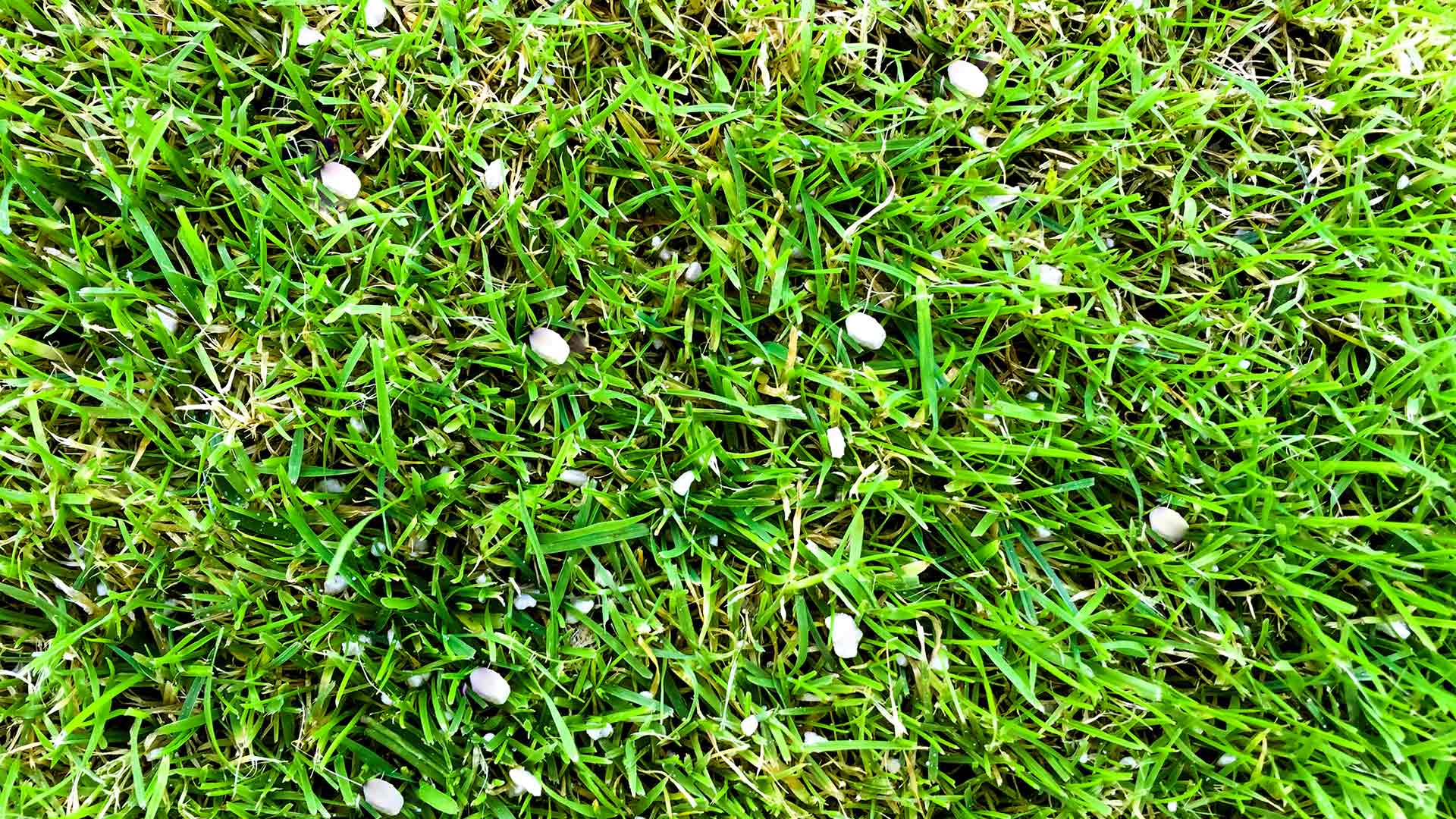 Does Your Lawn Need a Lime Treatment This Fall?