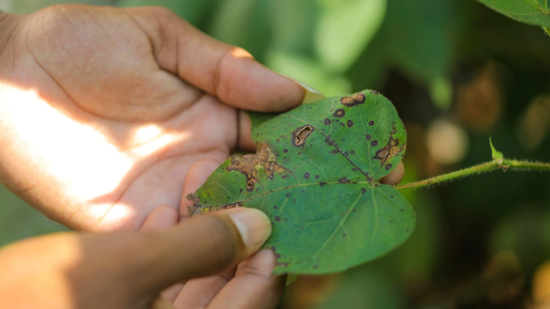 What Is Leaf Spot & What Should You Do if You Spot It on Your Plants?