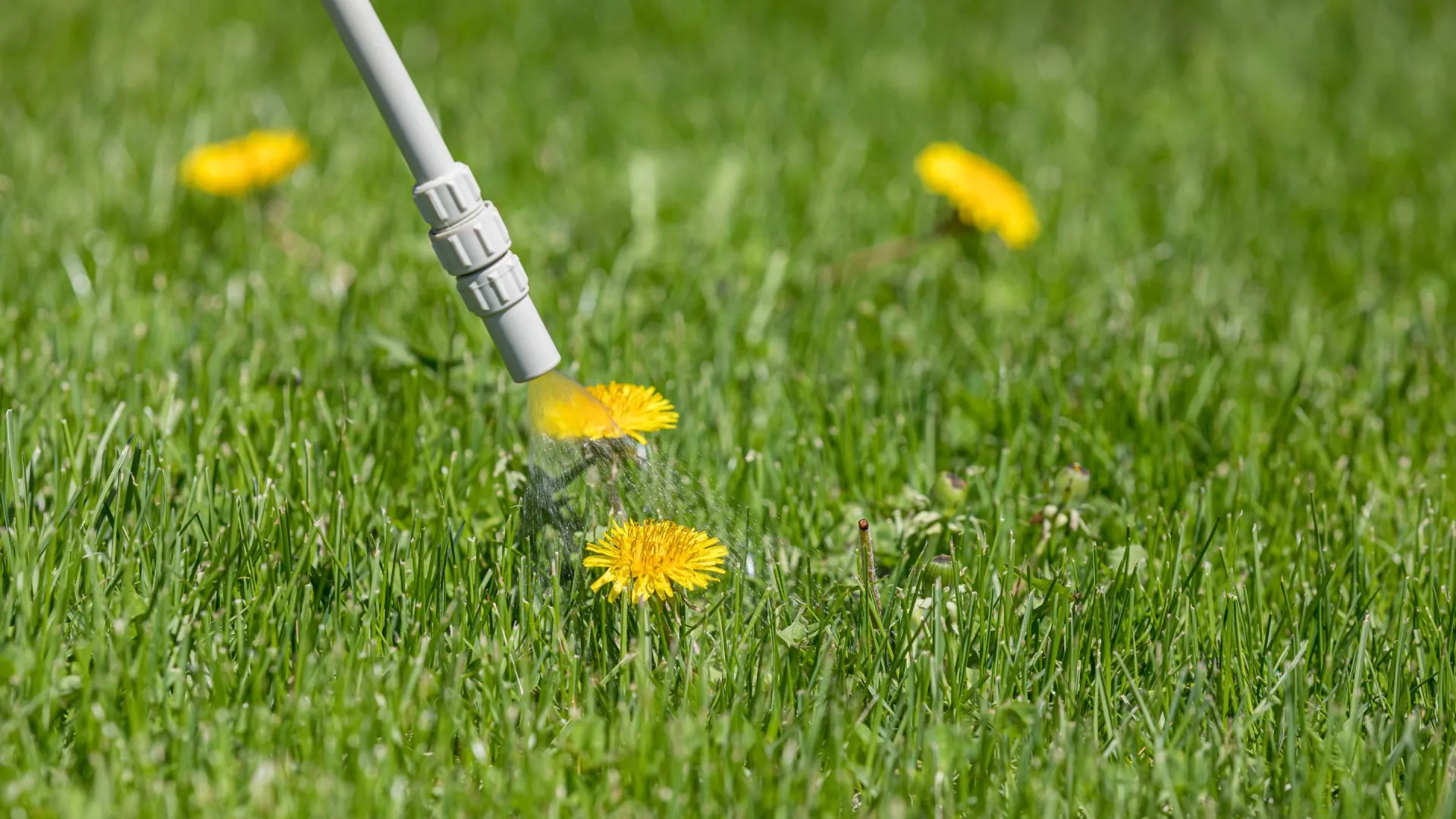 Post-Emergent Weed Control 101 - What Is It & When Should It Be Applied?