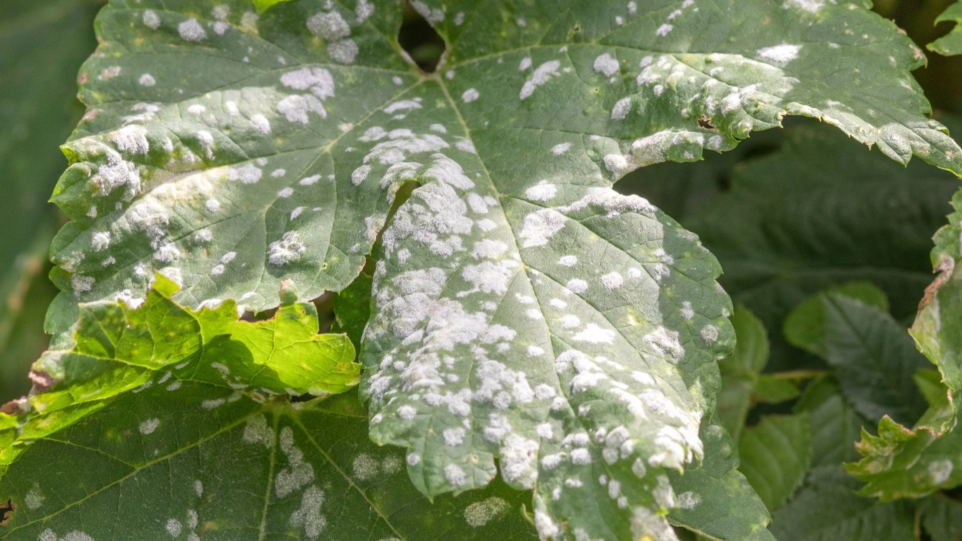 What Is Powdery Mildew & What Should You Do if It Infects Your Plants?
