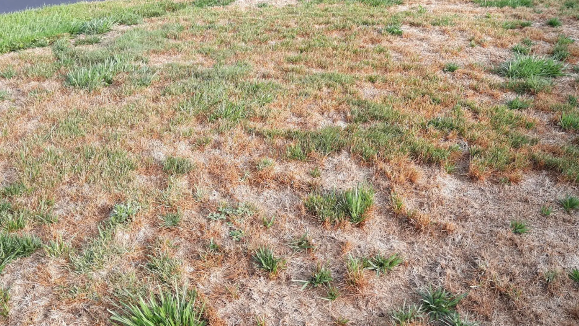 Pythium Blight Is a Common Lawn Disease in Woodstock, GA!