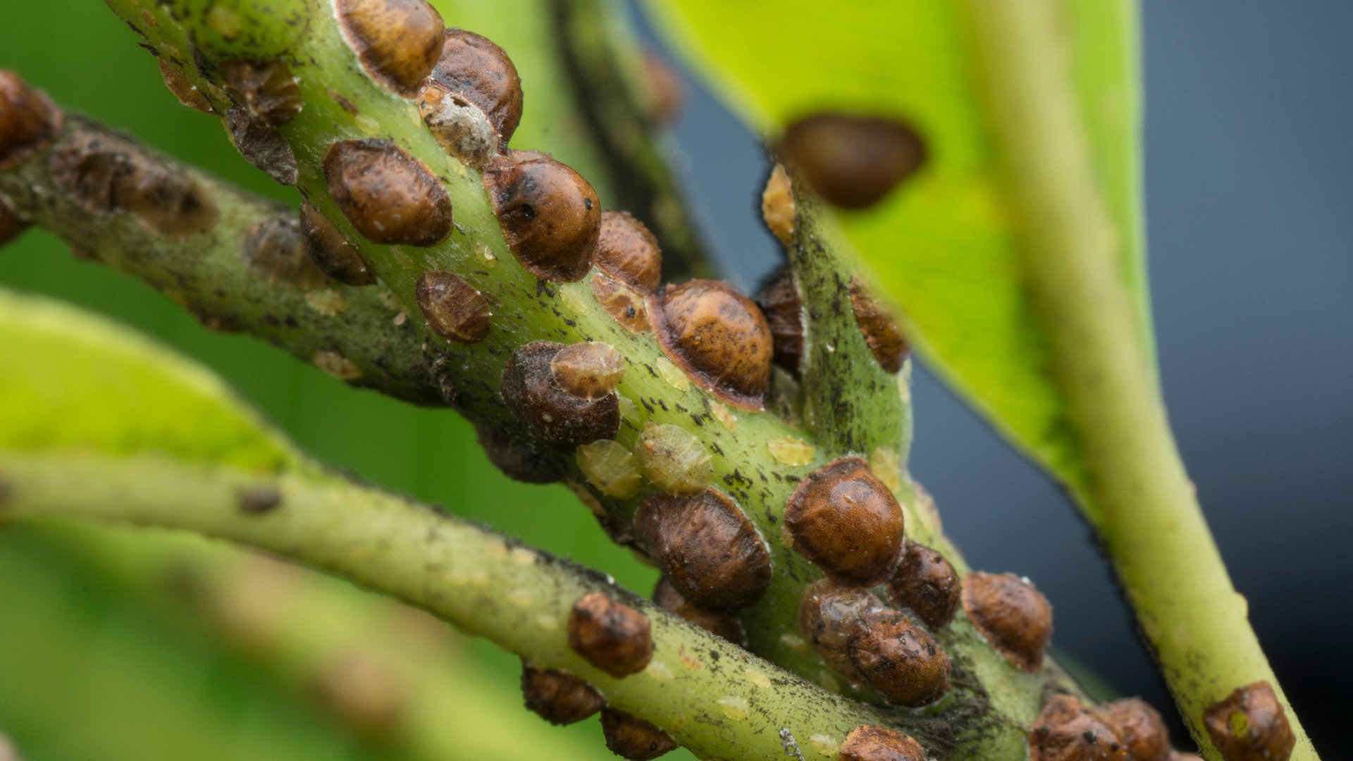 Watch Out for Scale Insects on Your Trees & Shrubs!