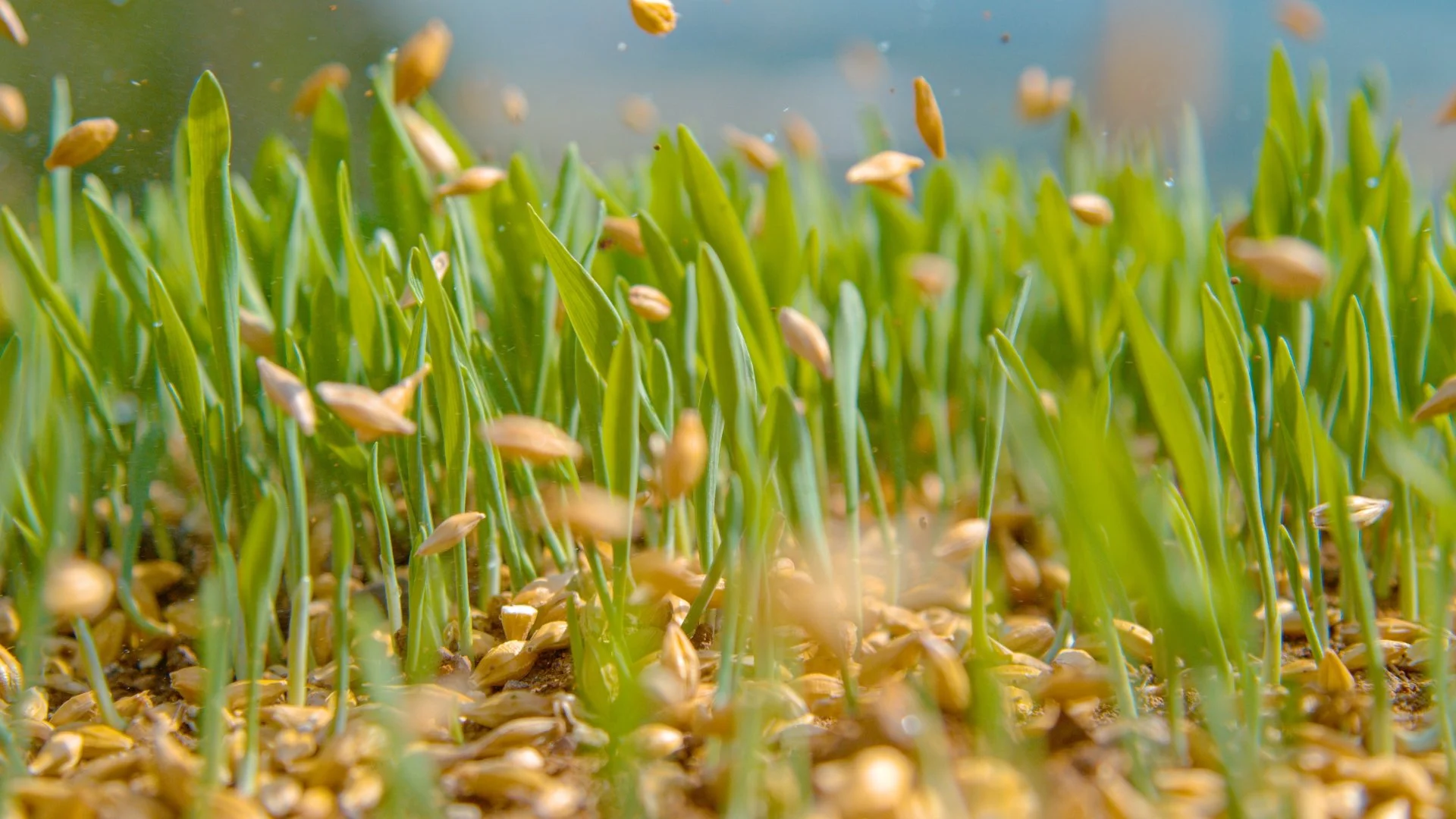 What Is Overseeding & How Will My Lawn Benefit From It?