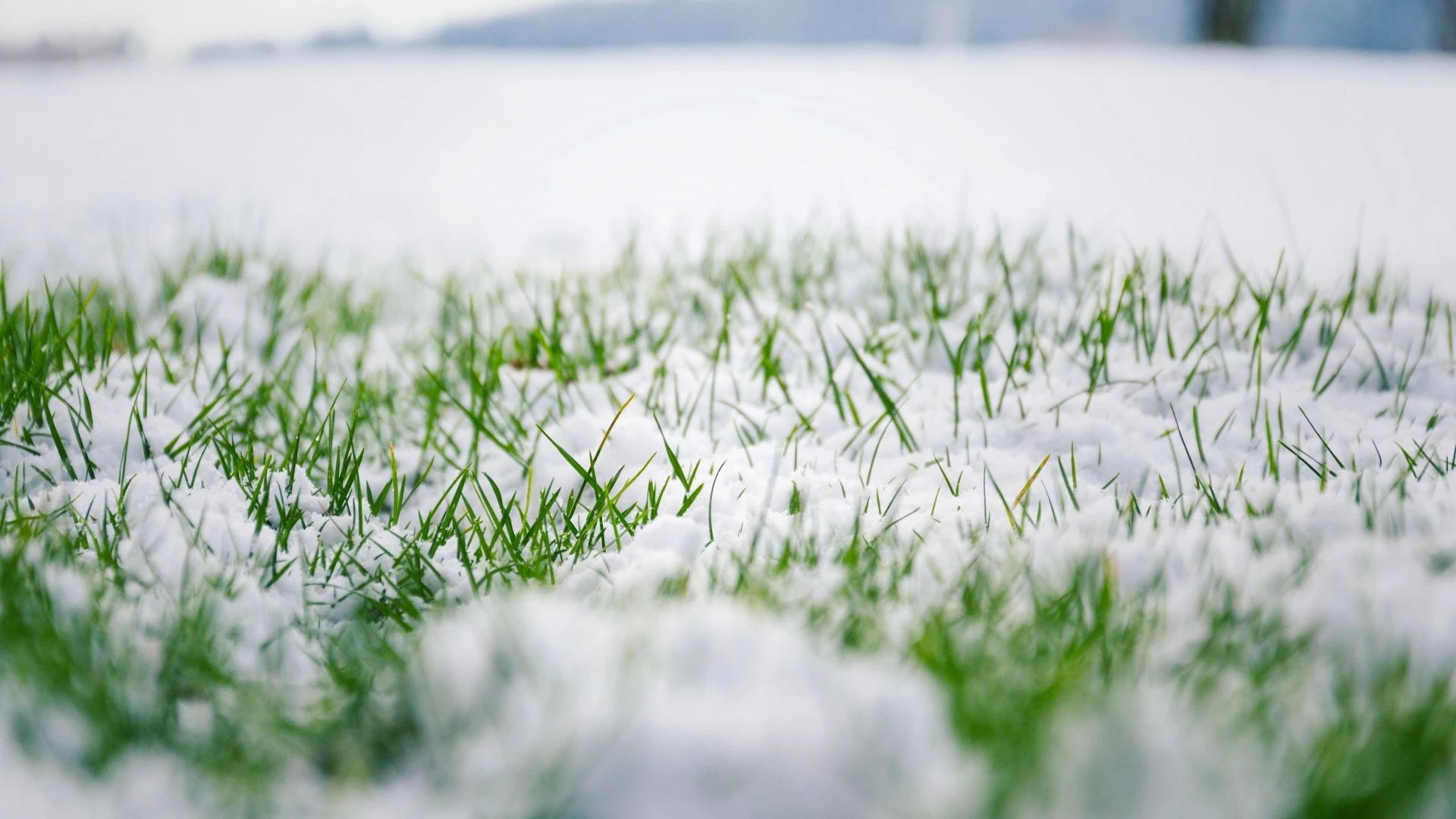 Your Guide To Prepping Cool-Season Grass for Winter in Woodstock, GA