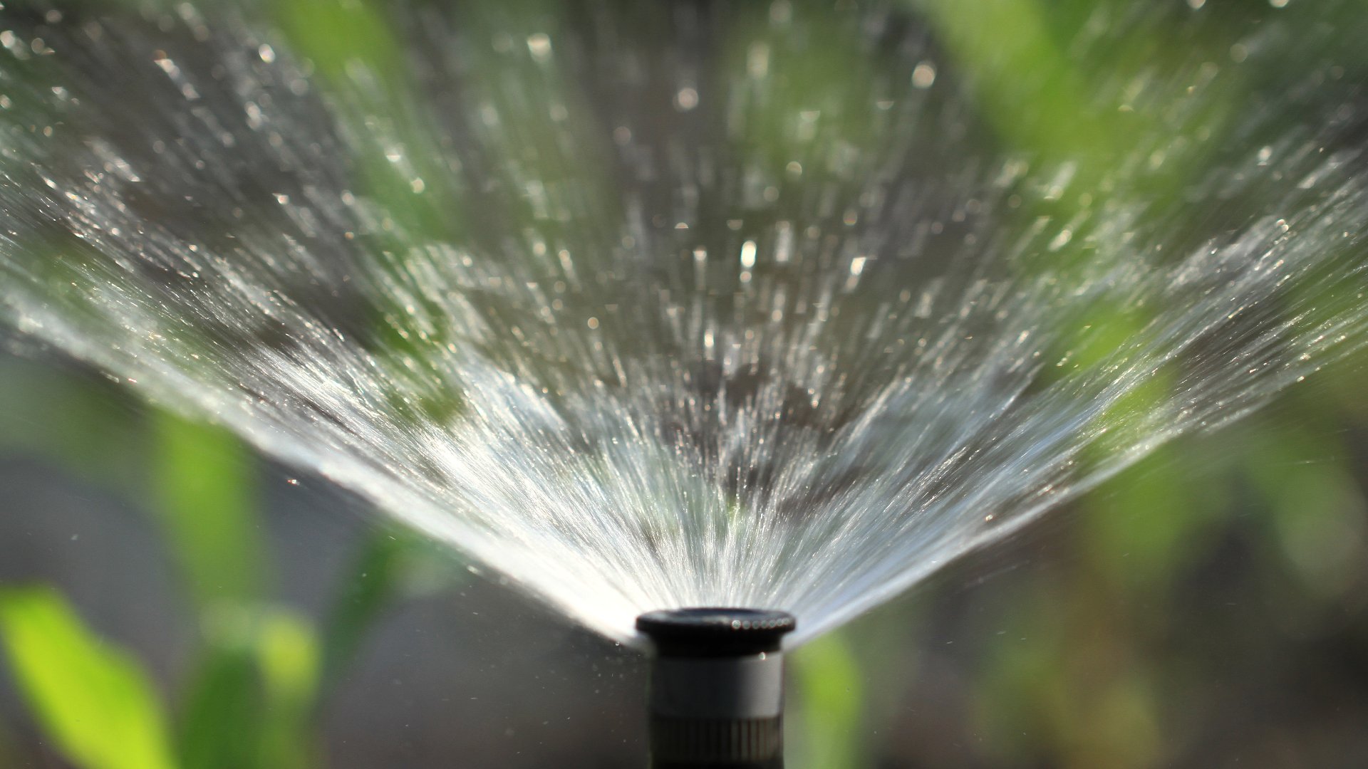 The Perfect Watering Schedule After Overseeding Your Lawn