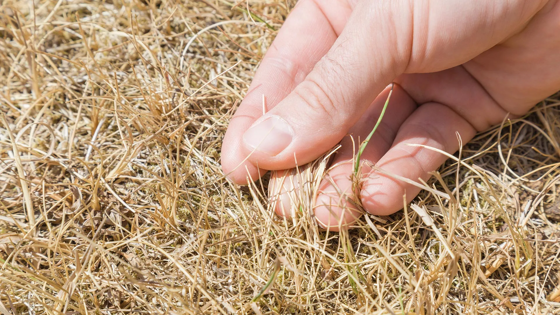 3 Lawn Diseases Guaranteed to Get You Fined by the HOA