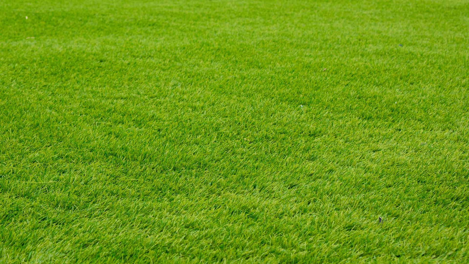 Cool vs. Warm-Season Grass, Part 1: What’s the Difference? | TurfXpert Blog