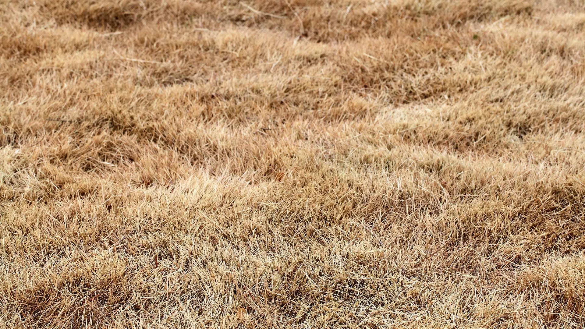 The 5 Most Common Lawn Diseases in Georgia