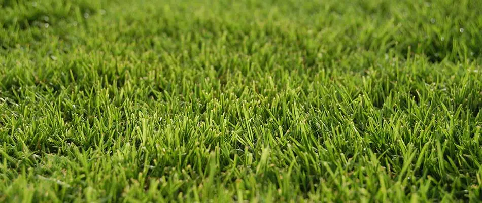 Warm-season Bermuda grass growing on a lawn in Woodstock, Georgia.
