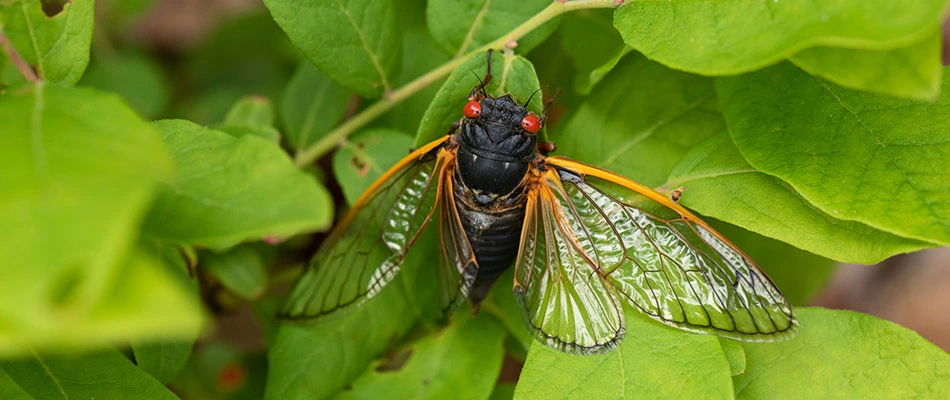 Cicadas - What You Need to Know about the Return of Brood X