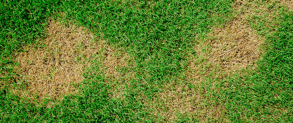 Brown patch lawn disease on a property in Roswell, GA.