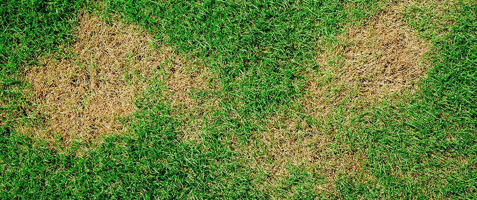 Brown patch lawn disease on a patch of landscape.