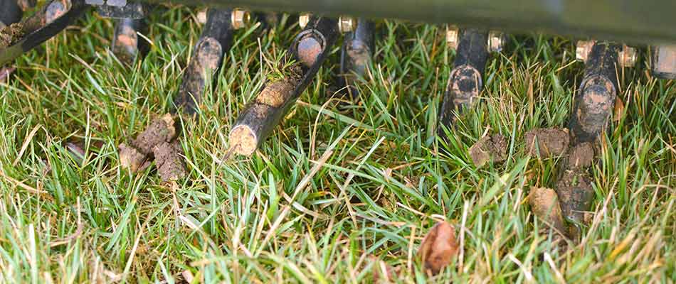 Core aeration plugs in a lawn near Alpharetta, Georgia.