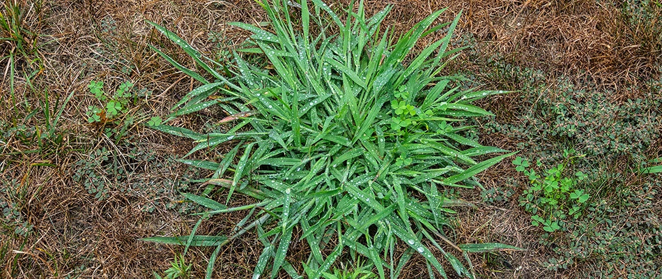 Crabgrass growing on a property in Woodstock, GA.